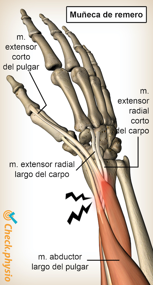 brazo muñeca de remero anatomía extensor radial corto del carpo abductor pollicis longus