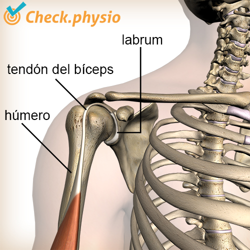 hombro labrum bíceps