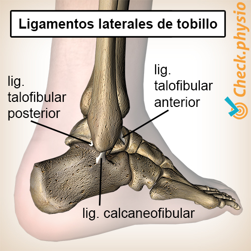 pie tobillo tobillo lateral ligamentos